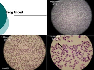 Frog Blood
4Xobjective
(40X)
10Xobjective
(100X)
40Xobjective
(400X)
Czura 2005
 