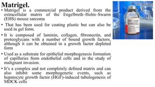 Matrigel.
• Matrigel is a commercial product derived from the
extracellular matrix of the Engelbreth–Holm–Swarm
(EHS) mouse sarcoma
• That has been used for coating plastic but can also be
used in gel form.
• It is composed of laminin, collagen, ﬁbronectin, and
proteoglycans with a number of bound growth factors,
although it can be obtained in a growth factor depleted
form
• Used as a substrate for epithelial morphogenesis formation
of capillaries from endothelial cells and in the study of
malignant invasion.
• It’s a complex and not completely deﬁned matrix and can
also inhibit some morphogenetic events, such as
hepatocyte growth factor (HGF)-induced tubulogenesis of
MDCK cells
 