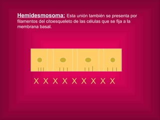 Hemidesmosoma:   Esta unión también se presenta por filamentos del citoesqueleto de las células que se fija a la membrana basal. X  X  X  X  X  X  X  X  X 