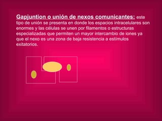 Gapjuntion o unión de nexos comunicantes:   este tipo de unión se presenta en donde los espacios intracelulares son enormes y las células se unen por filamentos o estructuras especializadas que permiten un mayor intercambio de iones ya que el nexo es una zona de baja resistencia a estímulos exitatorios. 