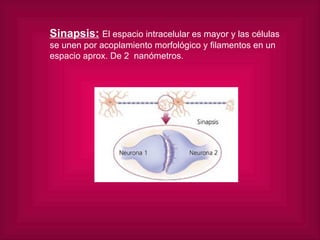 Sinapsis:   El espacio intracelular es mayor y las células se unen por acoplamiento morfológico y filamentos en un espacio aprox. De 2  nanómetros. 
