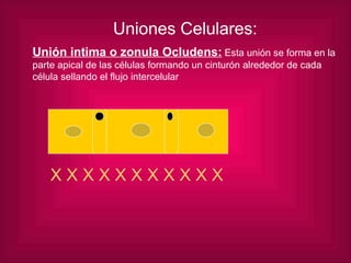 Uniones Celulares: Unión intima o zonula Ocludens:  Esta unión se forma en la parte apical de las células formando un cinturón alrededor de cada célula sellando el flujo intercelular X X X X X X X X X X X 
