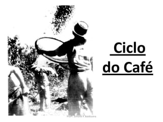 Ciclo
                              do Café

Profª. Simone P. Baldissera
 
