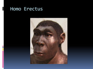 Homo Erectus 
 