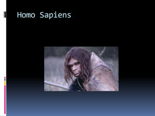 Homo Sapiens 
 