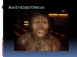 Australopithecus 
 