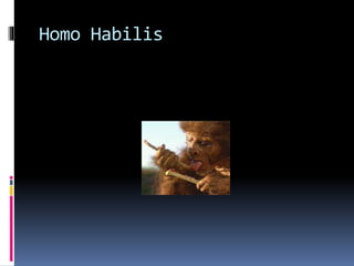Homo Habilis 
 