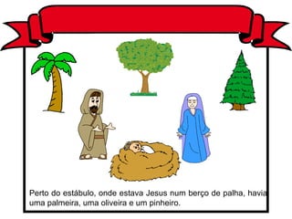 Perto do estábulo, onde estava Jesus num berço de palha, havia uma palmeira, uma oliveira e um pinheiro.   