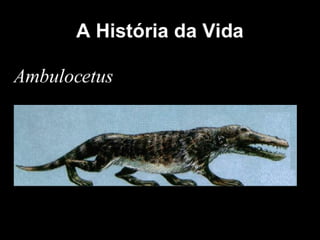 História da Terra e da Vida
