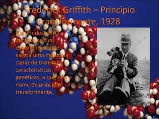 Frederick Griffith – Princípio
transformante, 1928
• Griffith descobriu
durante as suas
experiências, que
existia uma molécula
capaz de transmitir
características
genéticas, a que deu o
nome de princípio
transformante.
 