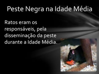 Ratos eram os
responsáveis, pela
disseminação da peste
durante a Idade Média.
Peste Negra na Idade Média
 
