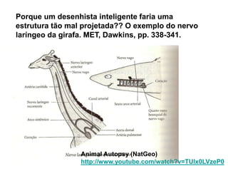 Animal Autopsy (NatGeo)
http://www.youtube.com/watch?v=TUlx0LVzeP0
Porque um desenhista inteligente faria uma
estrutura tão mal projetada?? O exemplo do nervo
laríngeo da girafa. MET, Dawkins, pp. 338-341.
 