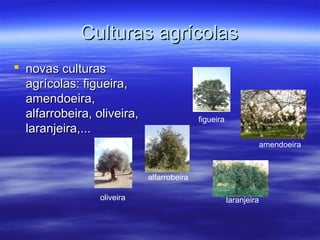 Culturas agrícolasCulturas agrícolas
 novas culturasnovas culturas
agrícolas: figueira,agrícolas: figueira,
amendoeira,amendoeira,
alfarrobeira, oliveira,alfarrobeira, oliveira,
laranjeira,...laranjeira,...
amendoeira
figueira
alfarrobeira
oliveira laranjeira
 