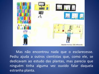 Mas não encontrou nada que o esclarecesse.
Pediu ajuda a outros cientistas que, como ele, se
dedicavam ao estudo das plantas, mas parecia que
ninguém tinha alguma vez ouvido falar daquela
estranha planta.
Matilde Ferreira- EB1 Alfeizerão
 