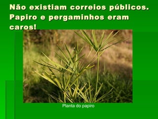 Não existiam correios públicos. Papiro e pergaminhos eram caros! Planta do papiro 