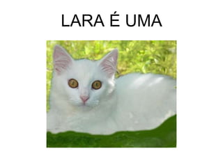 LARA É UMA 