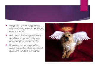  Vegetais- alma vegetativa,
responsável pela alimentação
e reprodução.
 Animais- alma vegetativa e
sensitiva, responsável pela
percepção e movimento.
 Homem- alma vegetativa,
alma animal e alma racional,
que tem função pensante.
 