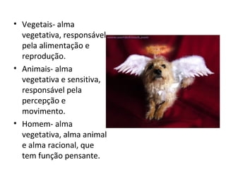 Vegetais- alma vegetativa, responsável pela alimentação e reprodução. Animais- alma vegetativa e sensitiva, responsável pela percepção e movimento. Homem- alma vegetativa, alma animal e alma racional, que tem função pensante. 
