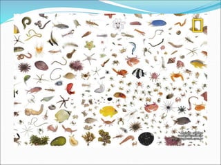 História das Ciências Ambientais.ppt