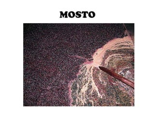 MOSTO