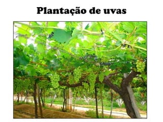 Plantação de uvas