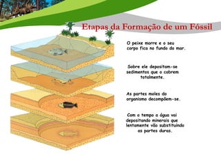 Etapas da Formação de um Fóssil
O peixe morre e o seu
corpo fica no fundo do mar.
Sobre ele depositam-se
sedimentos que o cobrem
totalmente.
As partes moles do
organismo decompõem-se.
Com o tempo a água vai
depositando minerais que
lentamente vão substituindo
as partes duras.
 