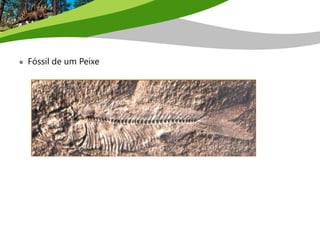  Fóssil de um Peixe
 