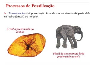 Processos de Fossilização
 Conservação – há preservação total de um ser vivo ou de parte dele
na resina (âmbar) ou no gelo.
Aranha preservada no
âmbar
Fóssil de um mamute bebé
preservado no gelo
 