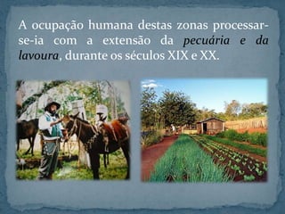 A ocupação humana destas zonas processar-
se-ia com a extensão da pecuária e da
lavoura, durante os séculos XIX e XX.
 