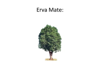 Erva Mate:
 