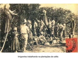 Imigrantes trabalhando na plantações de cafés
 