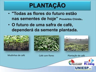 PLANTAÇÃO
• "Todas as flores do futuro estão
nas sementes de hoje” Provérbio Chinês.
• O futuro de uma safra de café,
dependerá da semente plantada.
Mudinhas de café Plantação de caféCafé com flores
 