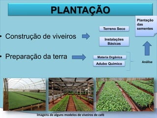 PLANTAÇÃO
• Construção de viveiros
• Preparação da terra
Terreno Seco
Instalações
Básicas
Materia Orgânica
Adubo Quimico
Análise
Plantação
das
sementes
Imagens de alguns modelos de viveiros de café
 