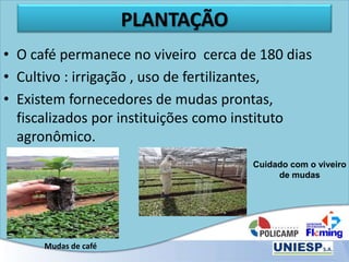 PLANTAÇÃO
• O café permanece no viveiro cerca de 180 dias
• Cultivo : irrigação , uso de fertilizantes,
• Existem fornecedores de mudas prontas,
fiscalizados por instituições como instituto
agronômico.
Cuidado com o viveiro
de mudas
Mudas de café
 