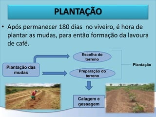 PLANTAÇÃO
• Após permanecer 180 dias no viveiro, é hora de
plantar as mudas, para então formação da lavoura
de café.
Plantação das
mudas
Escolha do
terreno
Preparação do
terreno
Plantação
Calagem e
gessagem
 