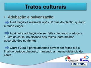 Tratos culturais
• Adubação e pulverização:
A adubação é realizada após 30 dias do plantio, quando
a muda vingar .
A primeira adubação de ser feita colocando o adubo a
10 cm do caule, no alcance das raízes, para melhor
absorção dos nutrientes.
Outros 2 ou 3 parcelamentos devem ser feitos até o
final do período chuvoso, mantendo a mesma distância do
caule.
 
