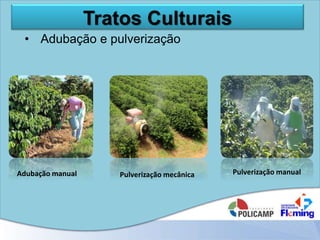 Tratos Culturais
Adubação manual Pulverização mecânica Pulverização manual
• Adubação e pulverização
 