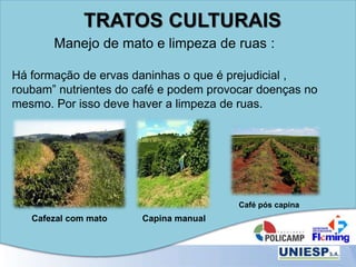 TRATOS CULTURAIS
Manejo de mato e limpeza de ruas :
Há formação de ervas daninhas o que é prejudicial ,
roubam” nutrientes do café e podem provocar doenças no
mesmo. Por isso deve haver a limpeza de ruas.
Cafezal com mato Capina manual
Café pós capina
 