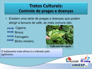 O tratamento mais eficaz é o indicado pelo
agrônomo.
Tratos Culturais:
Controle de pragas e doenças
• Existem uma série de pragas e doenças que podem
atingir a lavoura de café, as mais comuns são:
Cigarra;
Broca;
Ferrugem;
Bicho mineiro;
Café com ferrugem
 