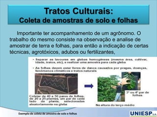 Tratos Culturais:
Coleta de amostras de solo e folhas
Importante ter acompanhamento de um agrônomo. O
trabalho do mesmo consiste na observação e analise de
amostrar de terra e folhas, para então a indicação de certas
técnicas, agrotóxicos, adubos ou fertilizantes,
Exemplo de coleta de amostra de solo e folhas
 