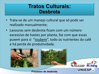 Tratos Culturais:
Desbrota
• Trata-se de um manejo cultural que só pode ser
realizado manualmente;
• Lavouras sem desbrota ficam com um número
excessivo de hastes por planta, faz com que essas
puxem para si “roubem”, todo os nutrientes do café
e há perda de produtividade.
Processo de desbrota
 