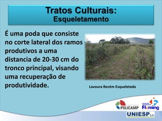 Tratos Culturais:
Esqueletamento
É uma poda que consiste
no corte lateral dos ramos
produtivos a uma
distancia de 20-30 cm do
tronco principal, visando
uma recuperação de
produtividade. Lavoura Recém Esqueletada
 