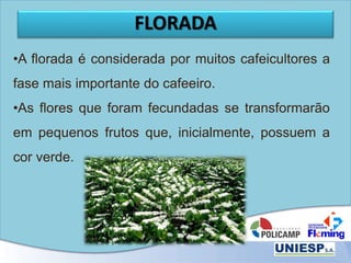 FLORADA
•A florada é considerada por muitos cafeicultores a
fase mais importante do cafeeiro.
•As flores que foram fecundadas se transformarão
em pequenos frutos que, inicialmente, possuem a
cor verde.
 