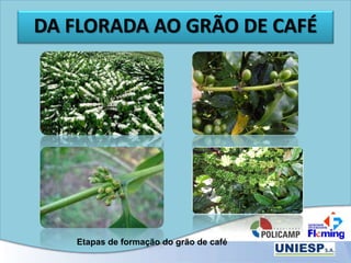 DA FLORADA AO GRÃO DE CAFÉ
Etapas de formação do grão de café
 