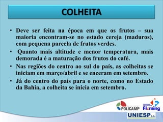 COLHEITA
• Deve ser feita na época em que os frutos – sua
maioria encontram-se no estado cereja (maduros),
com pequena parcela de frutos verdes.
• Quanto mais altitude e menor temperatura, mais
demorada é a maturação dos frutos do café.
• Nas regiões do centro ao sul do país, as colheitas se
iniciam em março/abril e se enceram em setembro.
• Já do centro do país para o norte, como no Estado
da Bahia, a colheita se inicia em setembro.
 