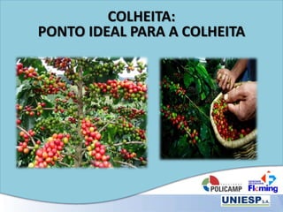 COLHEITA:
PONTO IDEAL PARA A COLHEITA
 