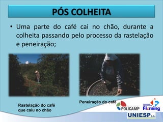 PÓS COLHEITA
• Uma parte do café cai no chão, durante a
colheita passando pelo processo da rastelação
e peneiração;
Rastelação do café
que caiu no chão
Peneiração do café
 
