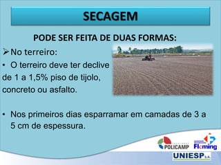 SECAGEM
PODE SER FEITA DE DUAS FORMAS:
No terreiro:
• O terreiro deve ter declive
de 1 a 1,5% piso de tijolo,
concreto ou asfalto.
• Nos primeiros dias esparramar em camadas de 3 a
5 cm de espessura.
 
