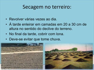 Secagem no terreiro:
• Revolver várias vezes ao dia.
• Á tarde enleirar em camadas em 20 a 30 cm de
altura no sentido do declive do terreno.
• No final da tarde, cobrir com lona.
• Deve-se evitar que tome chuva.
 