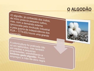 O ALGODÃO
 